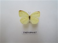 藏品(北黃蝶)的圖片